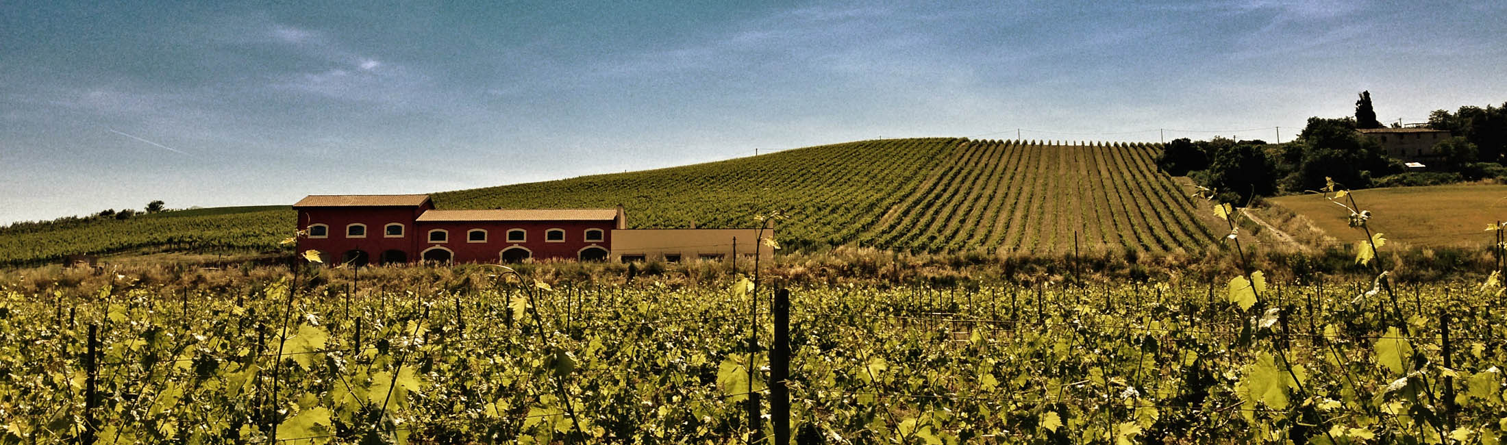 Tenuta agricola La Riserva Castel di Lama Offida - Vino biologico Ascoli Piceno Marche